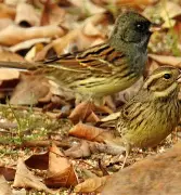 包含5?O?1]倂X婷G籐M?Wｈ雌鏶J諥蔨鍛坿?X?H驝鍒4豵	彥hc诡莁NQ鑾鶎?⒙慍?蟎}?庈z?V漊C8訷`)穳B涳9m$的词条